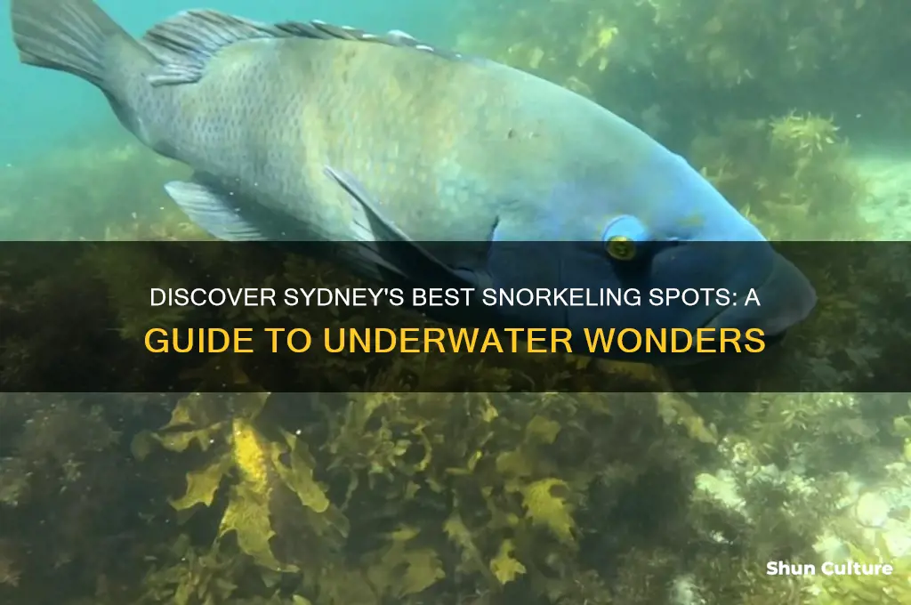 where to snorkel in sydney australia