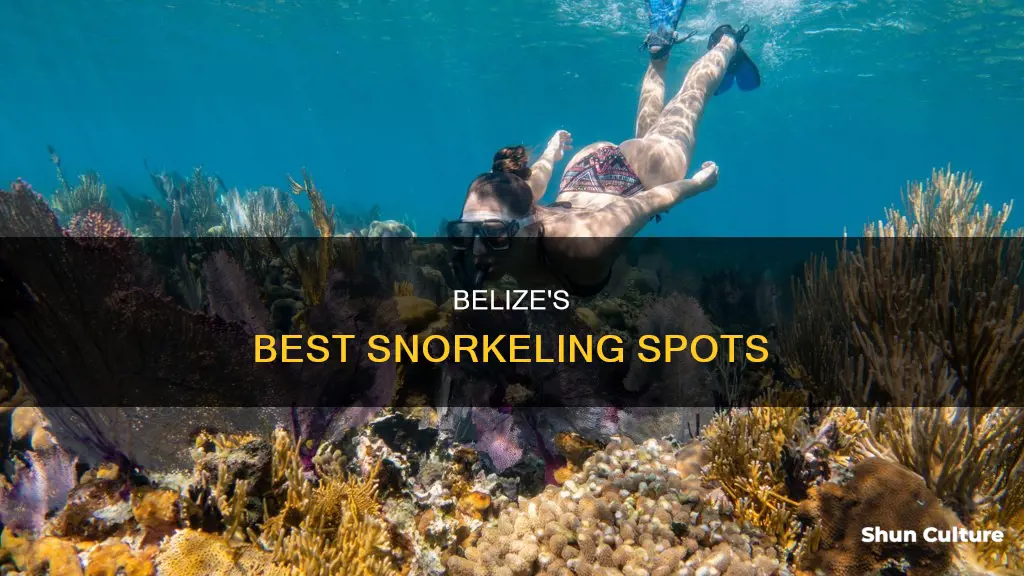 where to snorkle in belize