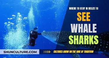 Belize's Best Spots for Whale Shark Sightings