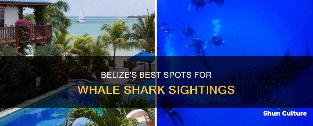 where to stay in belize to see whale sharks