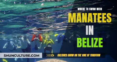 Swimming with Manatees in Belize's Tropical Paradise