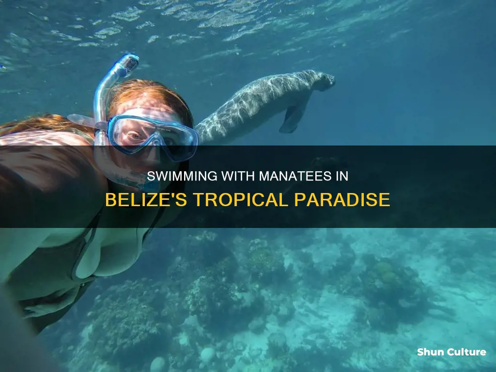 where to swim with manatees in belize