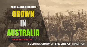 Uncovering Australia's Sugarcane Origins: The First Plantations Revealed
