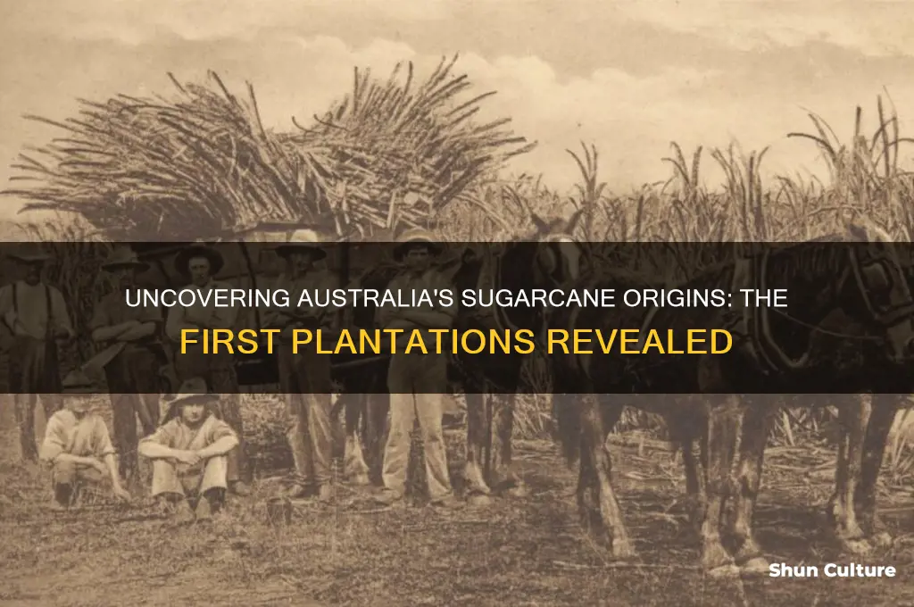 where was sugarcane first grown in australia