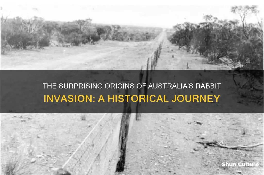 where were rabbits first released in australia