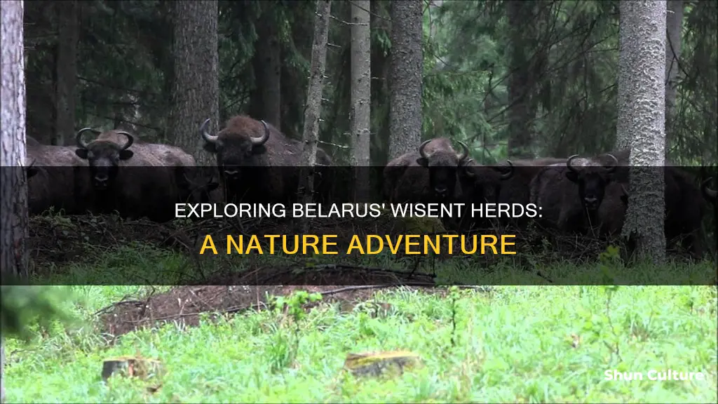 where would you find a herd of wisent in belarus