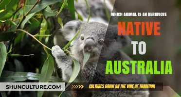 Herbivorous Wildlife in Australia: Unique Herbivores Down Under