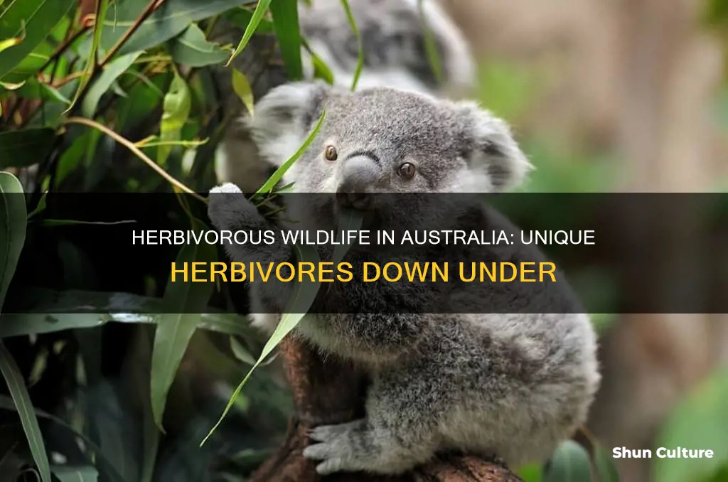which animal is an herbivore native to australia