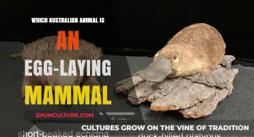 Egg-Laying Mammals: Australia's Unique Wildlife Wonder