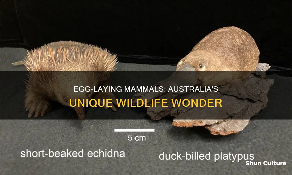 which australian animal is an egg-laying mammal