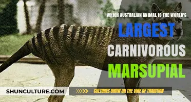 The Tasmanian Devil: Australia's Largest Carnivorous Marsupial