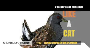 Discover the Australian Bird Whose Meow Mimics a Cat's Purr