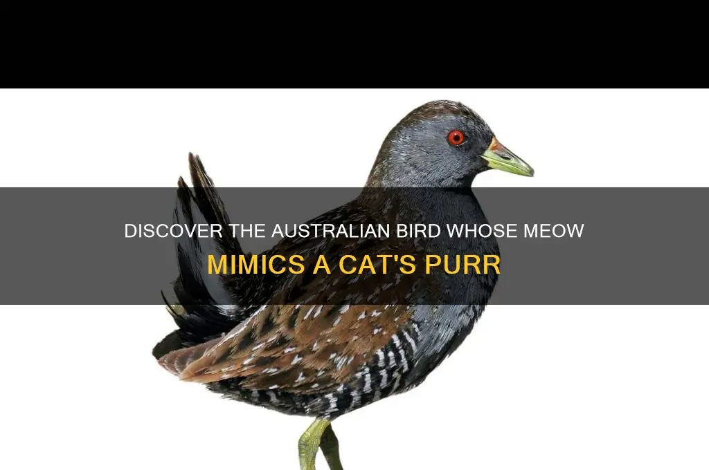 which australian bird sounds like a cat