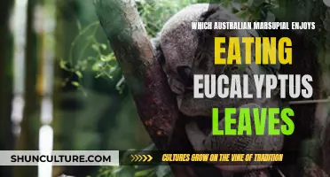 Australian Marsupials: A Taste for Eucalyptus Leaves
