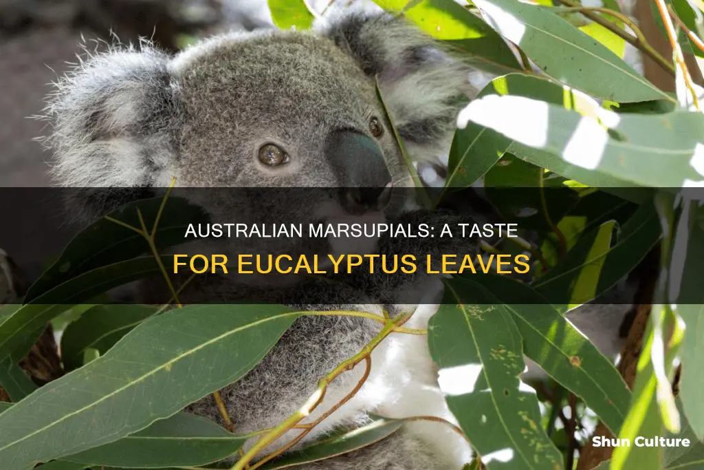 which australian marsupial enjoys eating eucalyptus leaves