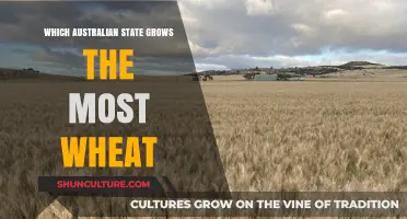 Wheat Production in Australia: The Leading State