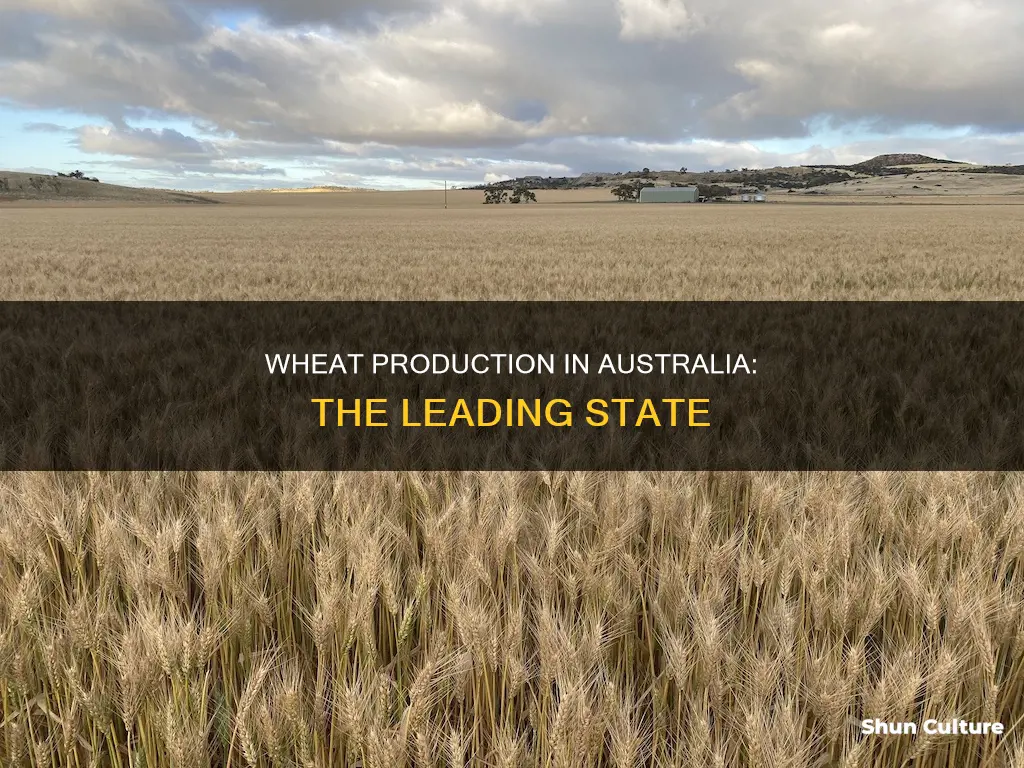which australian state grows the most wheat