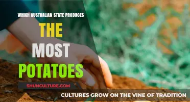Potato Production in Australia: Which State Leads?
