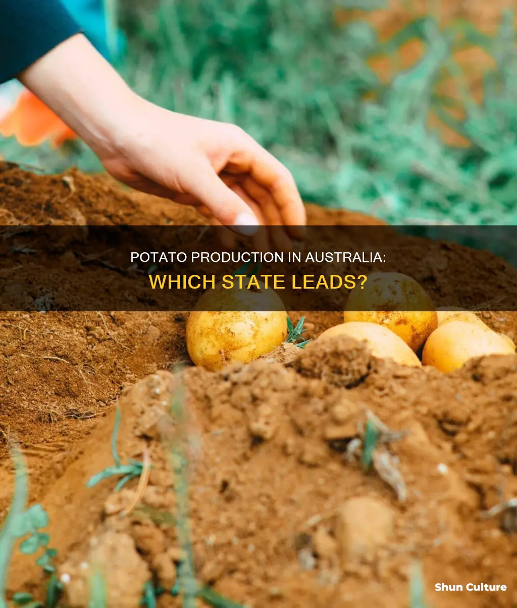 which australian state produces the most potatoes