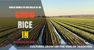 Rice Cultivation in Australia's Unique Biomes
