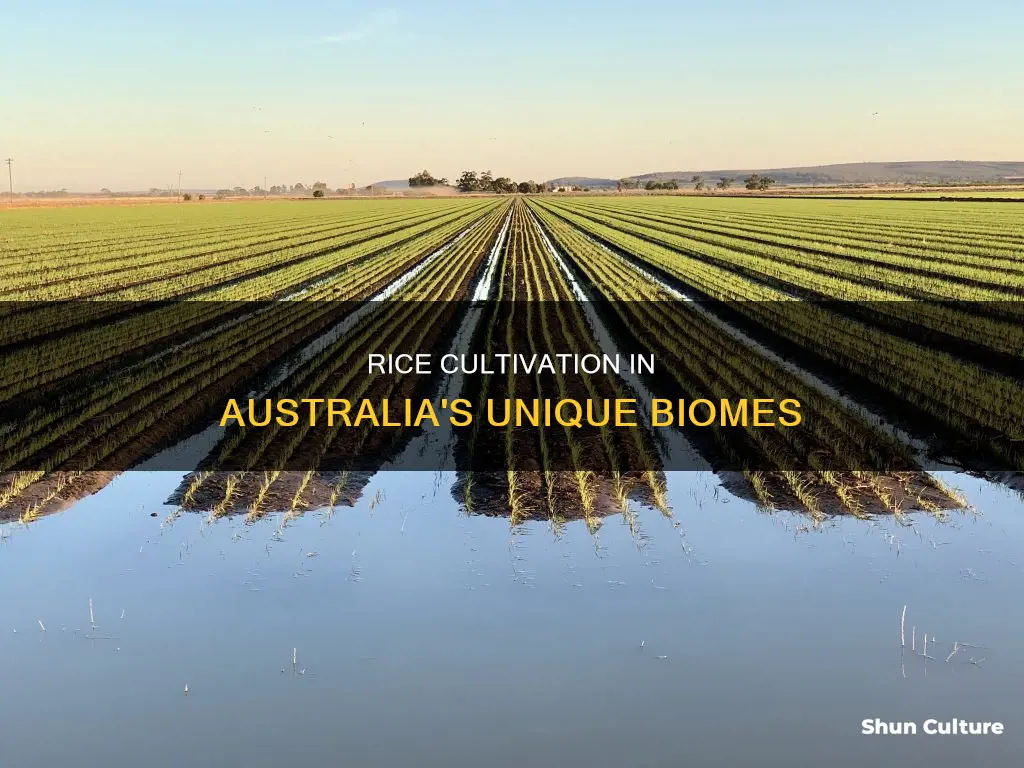 which biomes in australia do we grow rice in