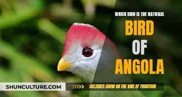 The National Bird of Angola: A Bird of Pride