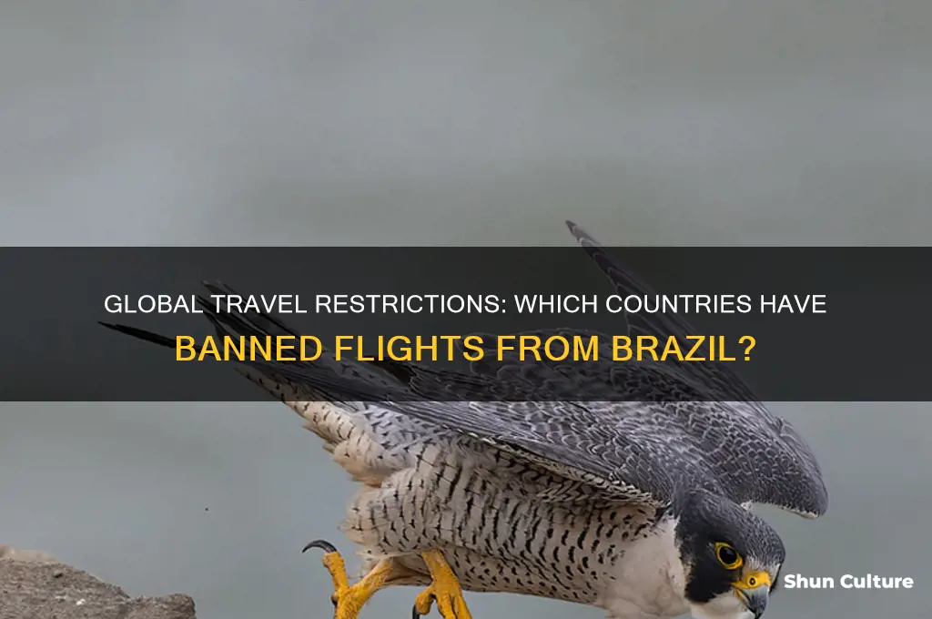 which countries have banned flights from brazil