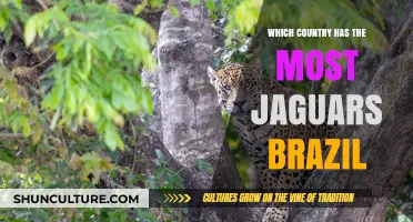 Brazil's Jaguar Haven: Exploring the Country with the Most Jaguars