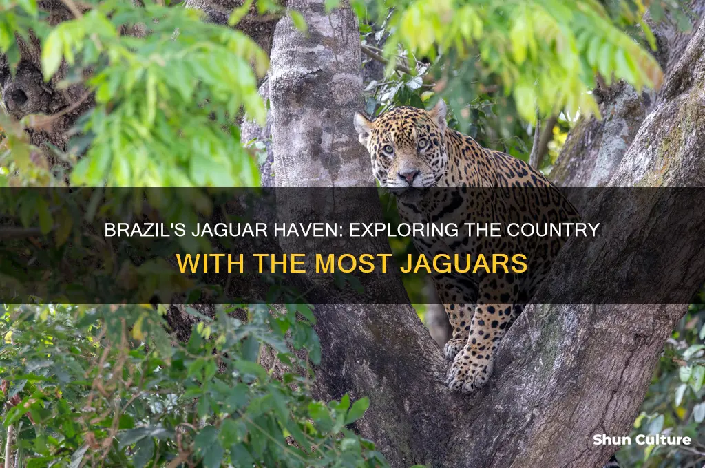 which country has the most jaguars brazil