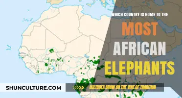Discovering Africa's Elephant Haven: The Country with the Largest Herds