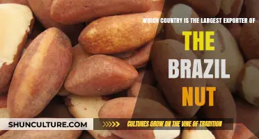Brazil Nut Export Leader: Which Country Tops the Global Market?