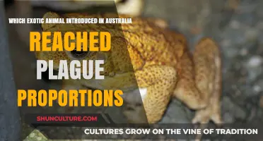Invasion of Exotic Species: Australia's Plague Proportions