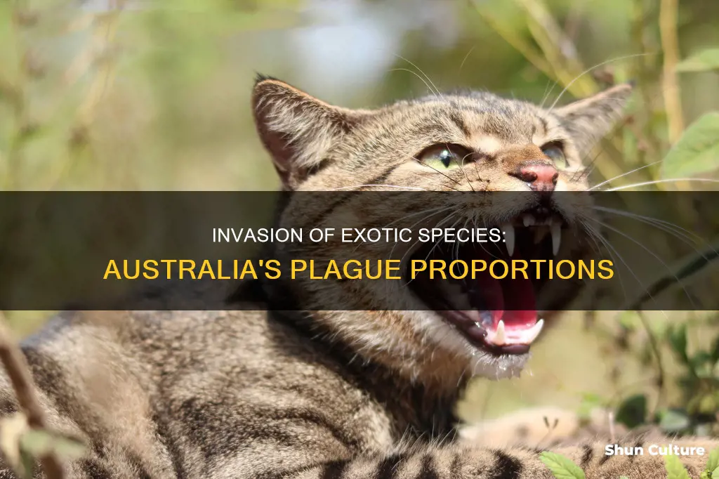 which exotic animal introduced in australia reached plague proportions