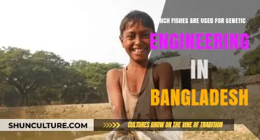 Genetically Engineered Fish Species in Bangladesh: Current Research and Applications