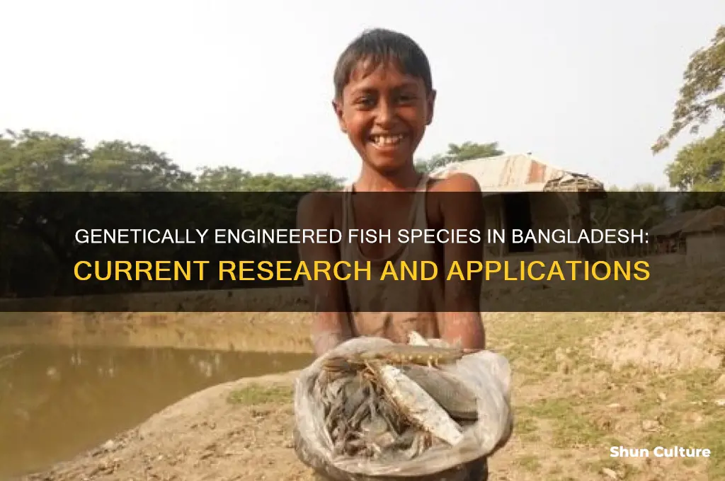 which fishes are used for genetic engineering in bangladesh