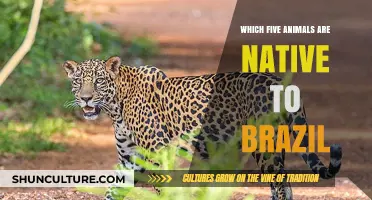 Discover Brazil's Unique Wildlife: Five Native Animals to Know