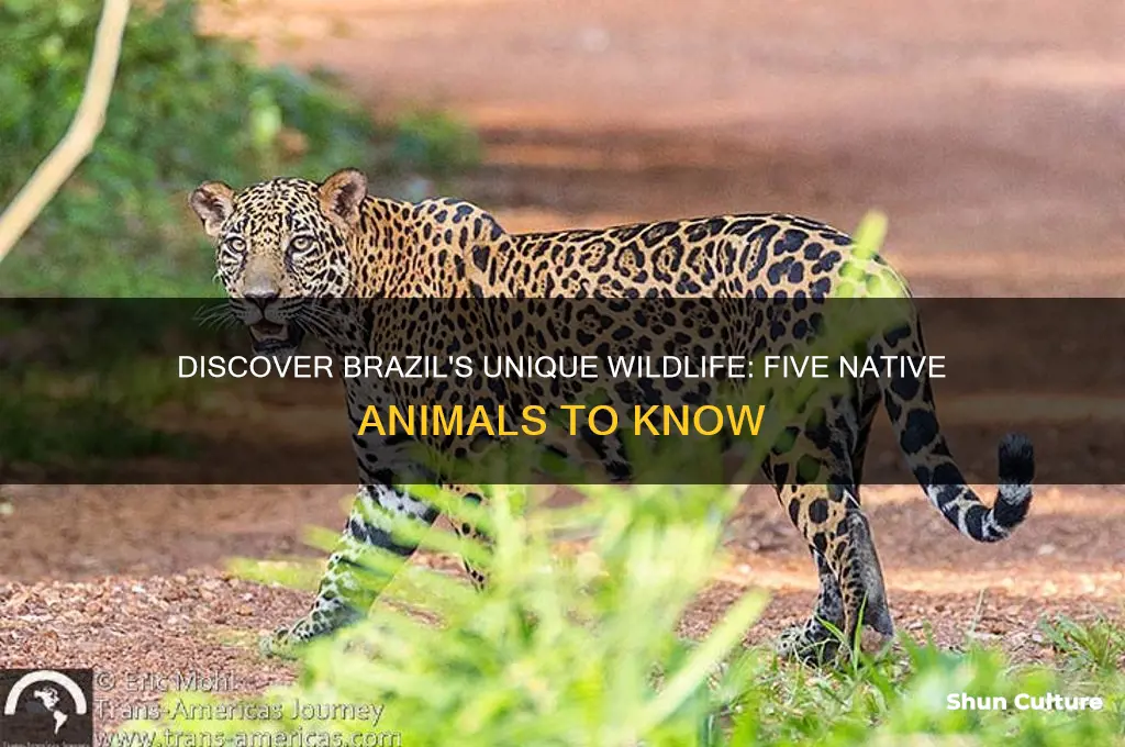 which five animals are native to brazil