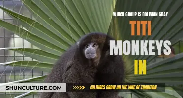 The Bolivian Gray Titi Monkey's Social Circle