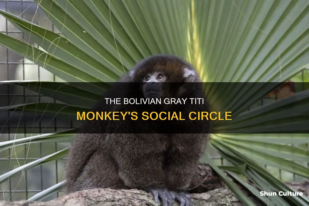 which group is bolivian gray titi monkeys in