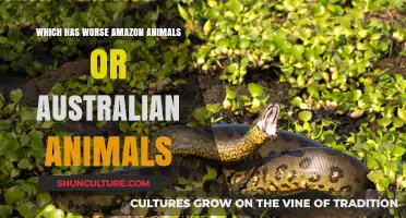Amazon vs Australia: The Ultimate Animal Showdown
