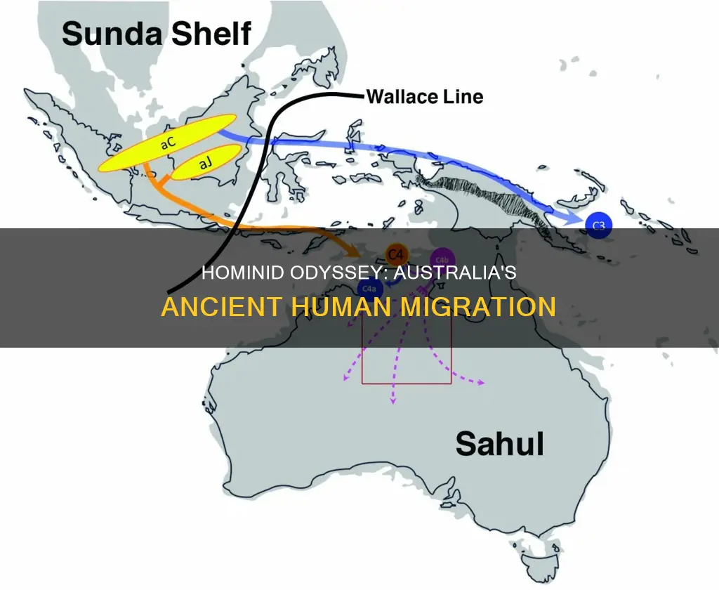 which hominid made it to australia