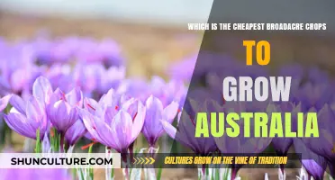 Broadacre Cropping: Cheapest Crops to Grow in Australia