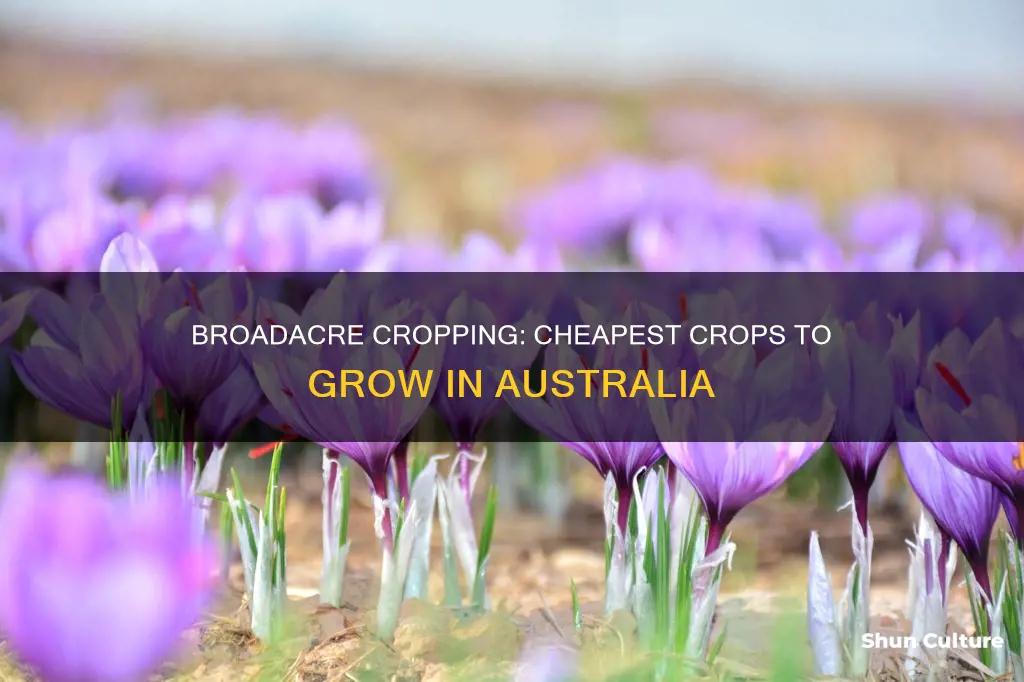 which is the cheapest broadacre crops to grow australia