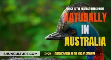 Biggest Birds of Australia: Natural Wonders Down Under