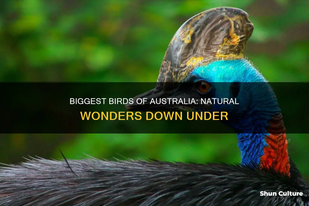 which is the largest birds found naturally in australia