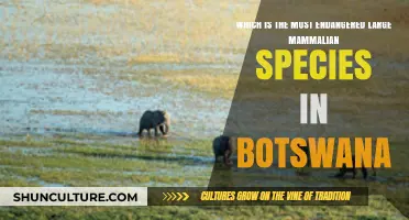 Botswana's Endangered Giant: The Most Threatened Large Mammal Species