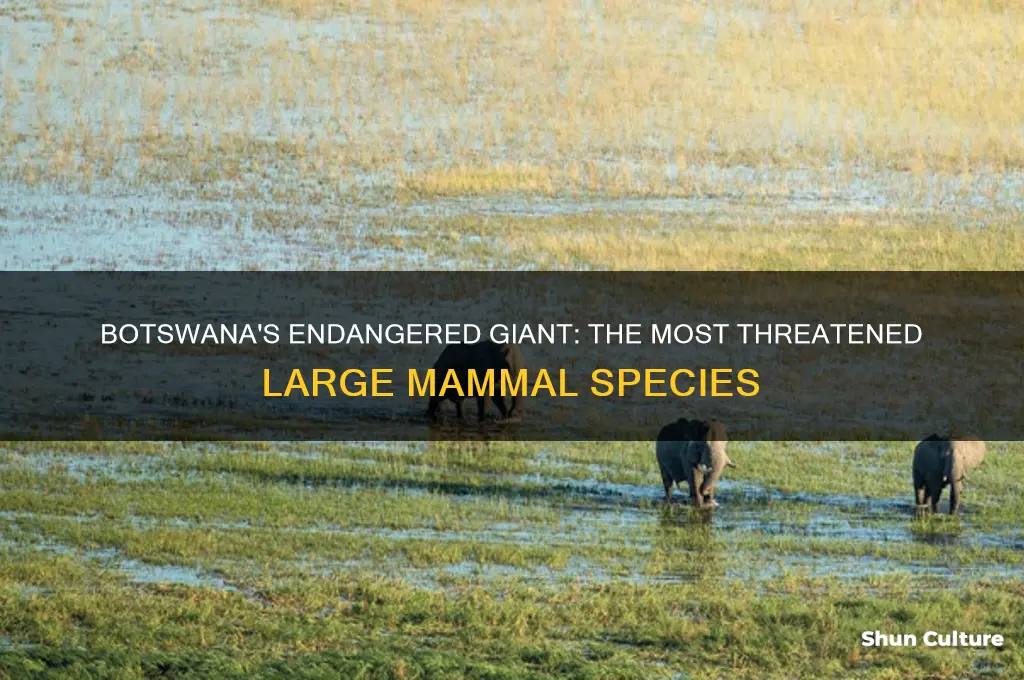 which is the most endangered large mammalian species in botswana