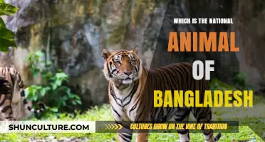 The Majestic Royal Bengal Tiger: Bangladesh's National Animal Symbol