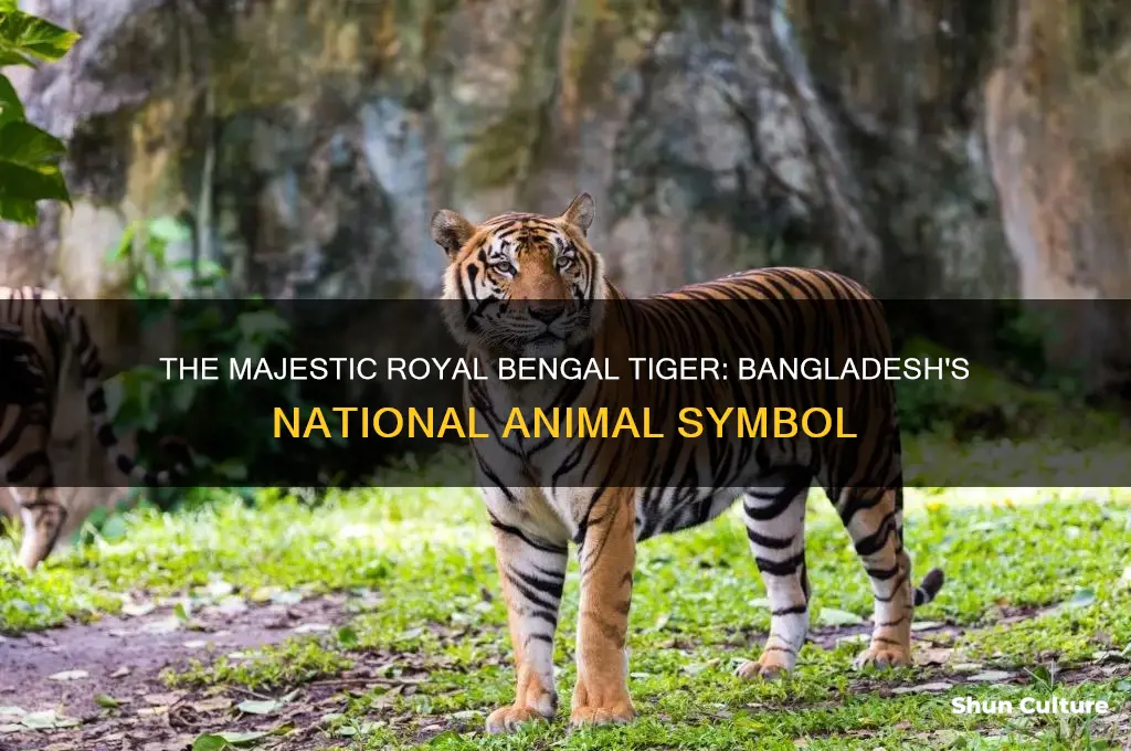 which is the national animal of bangladesh
