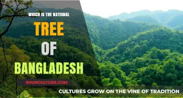 The Majestic National Tree of Bangladesh: Symbolism and Significance